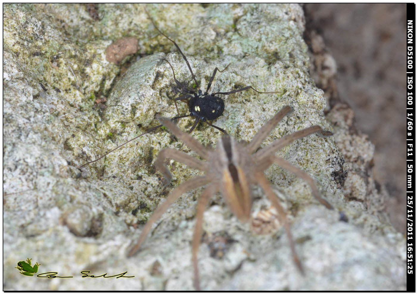 Micrommata sp., (Sparassidae) e opilione
