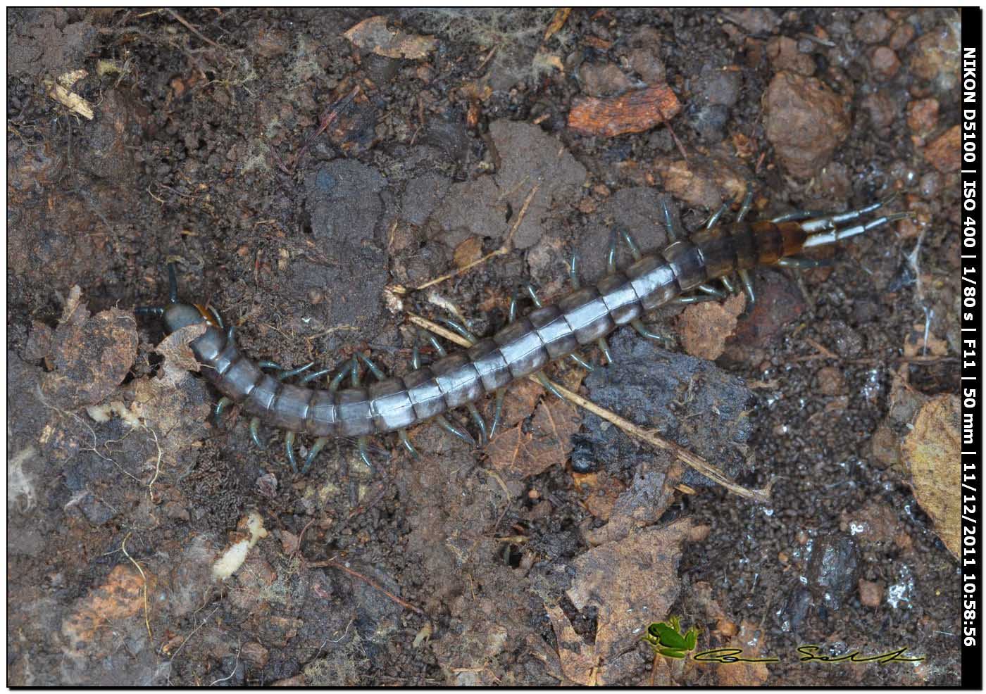 Scolopendra da determinare