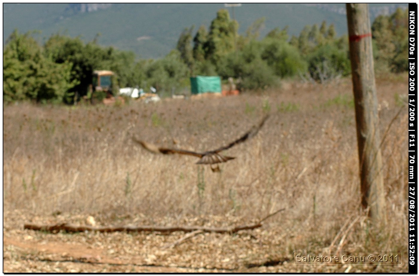 Falco da determinare