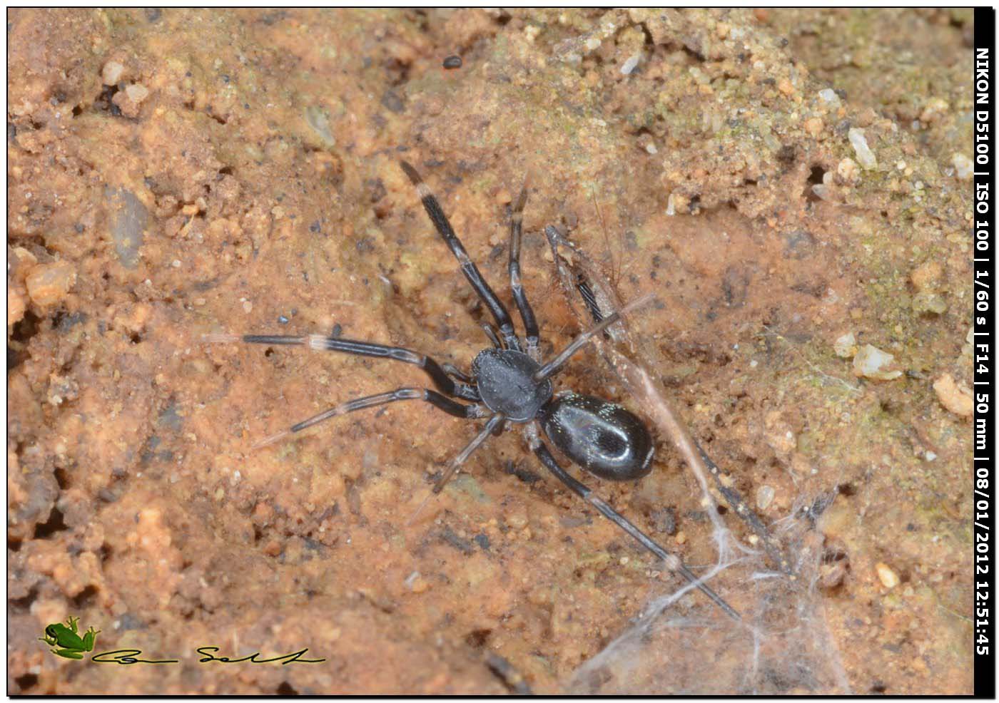 Liophrurillus flavitarsis