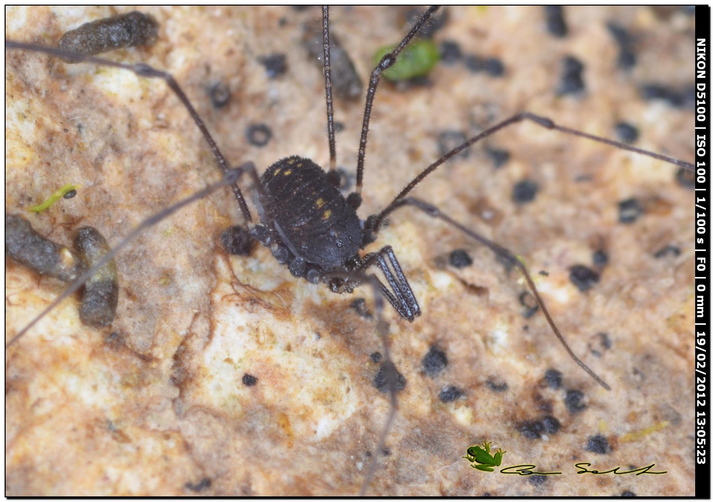 Mitostoma sabbadinii da Ittiri/Sardegna