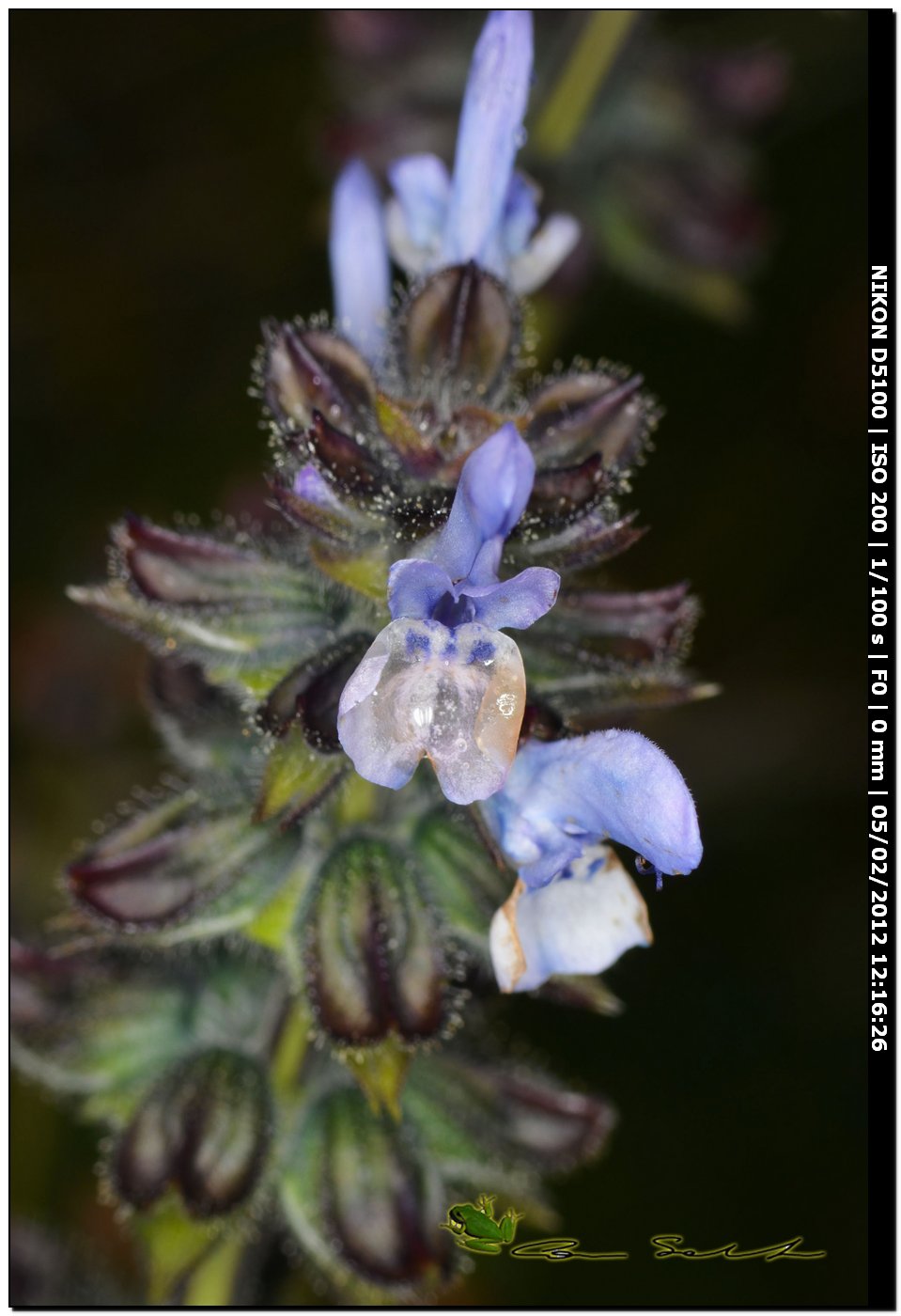 Iniziano a fiorire - Salvia clandestina