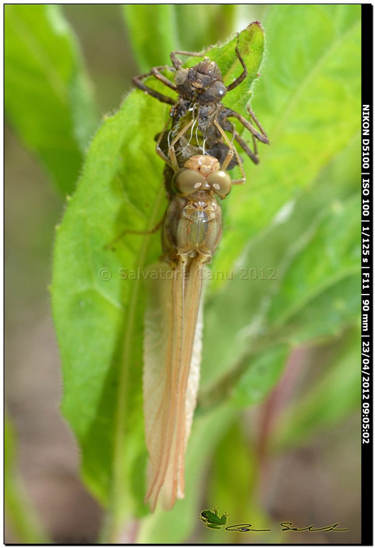Crocothemis erythraea, metamorfosi