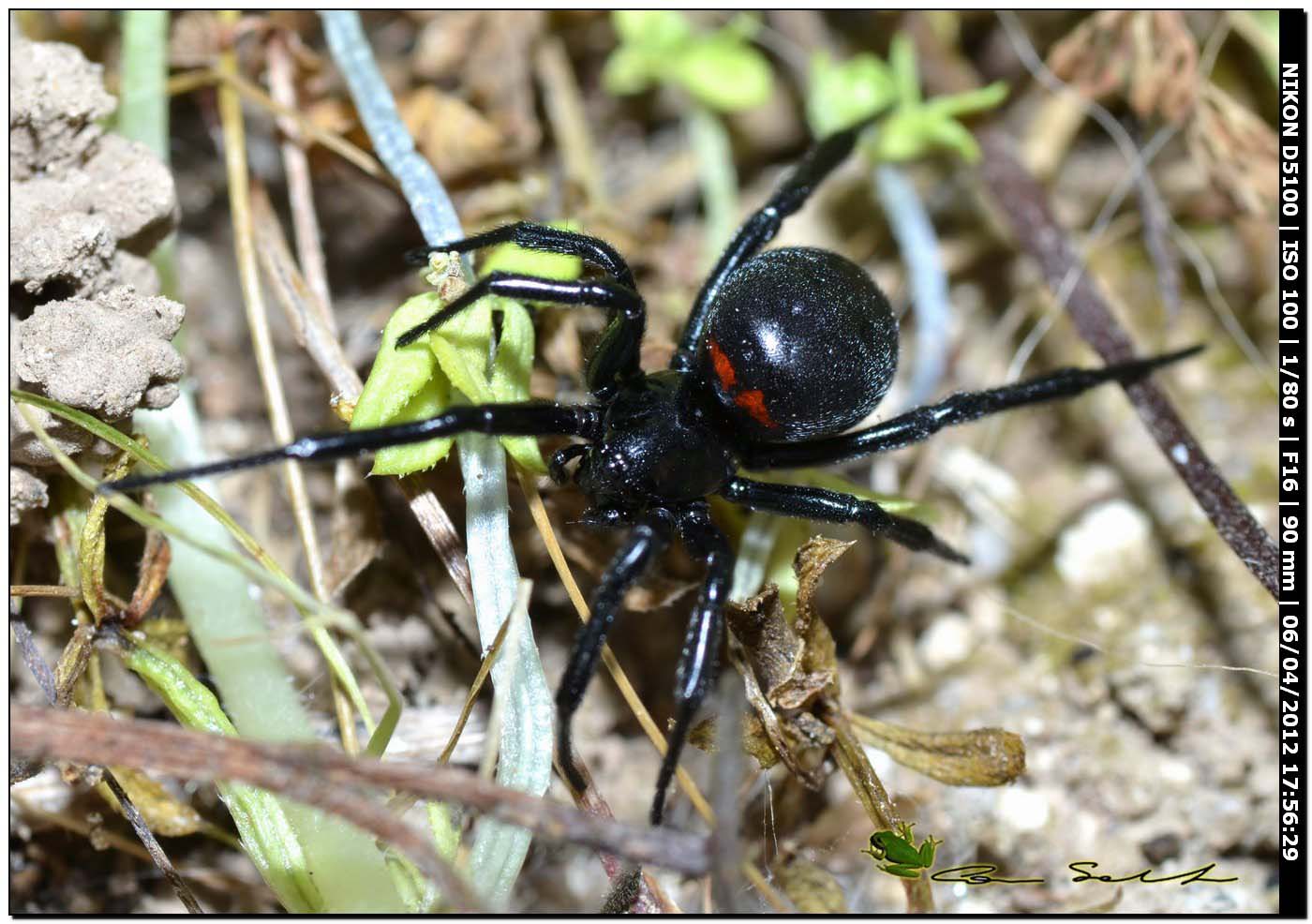 Steatoda paykulliana