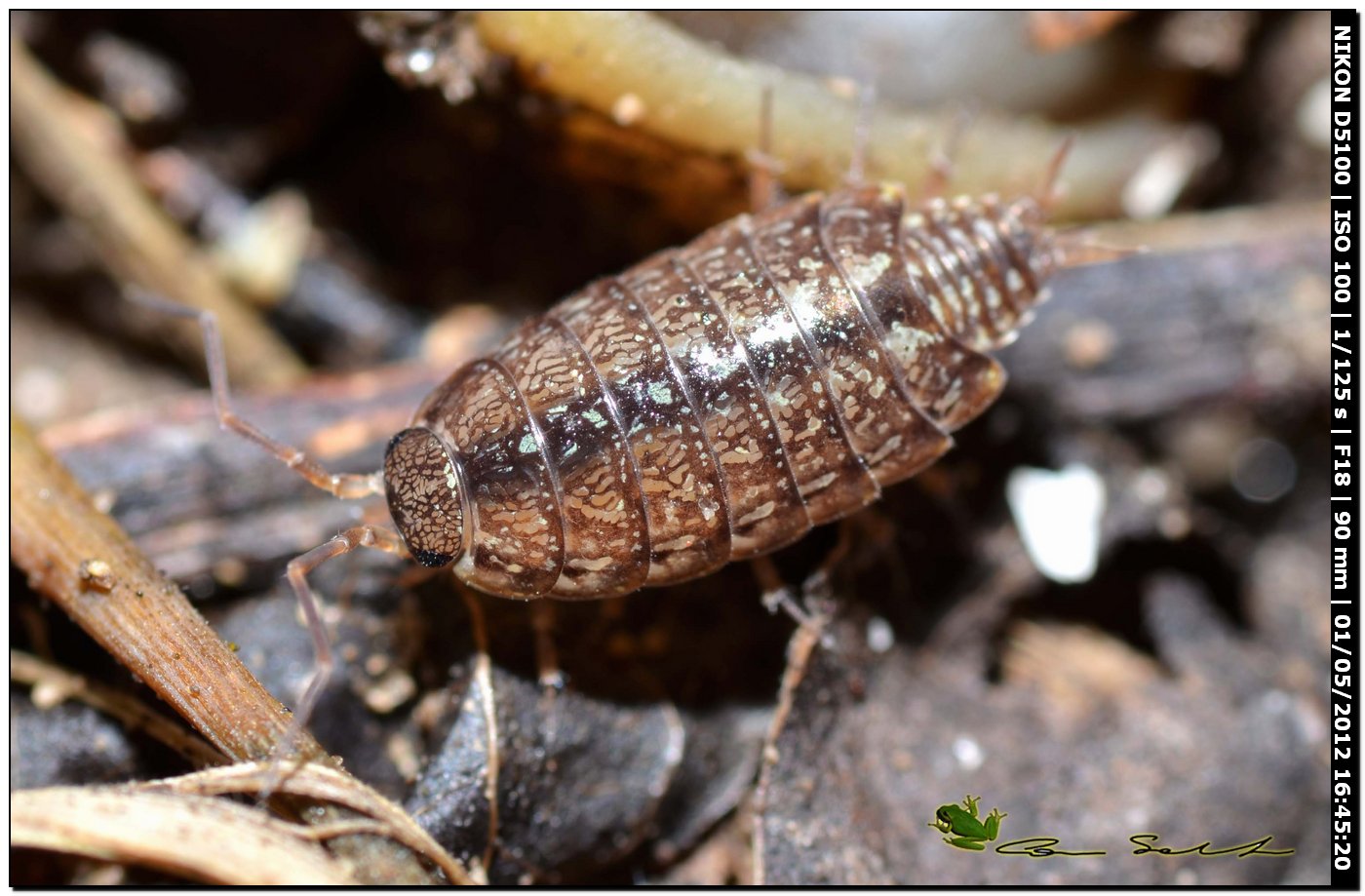 Philosciiidae da id. 2