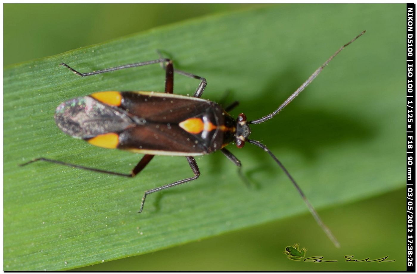 Capsodes flavomarginatus?