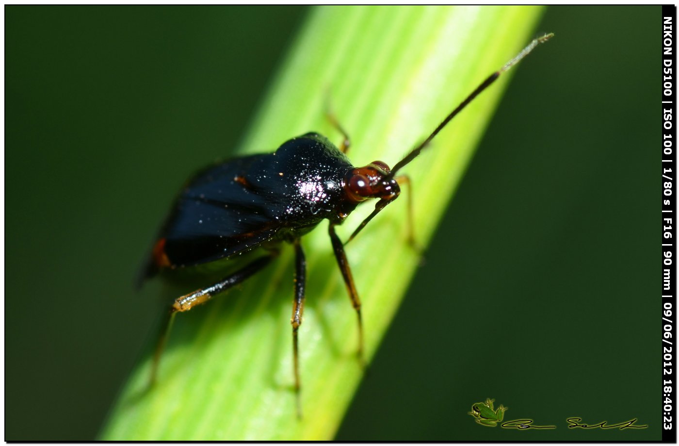 Deraeocoris ruber, Miridae