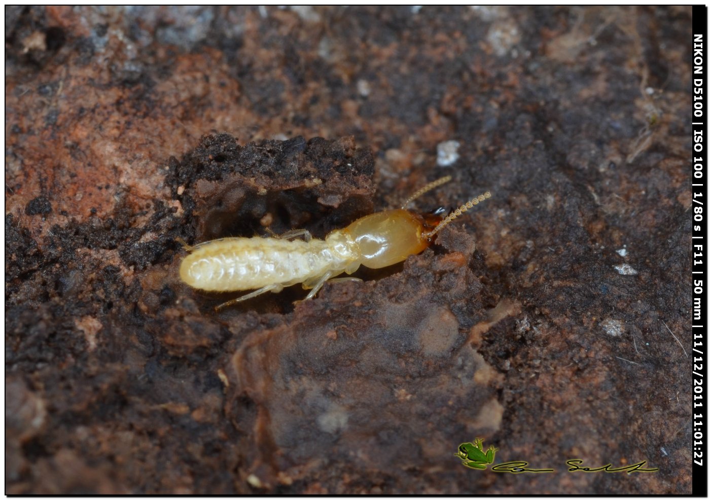 Soldato Reticulitermes lucifugus