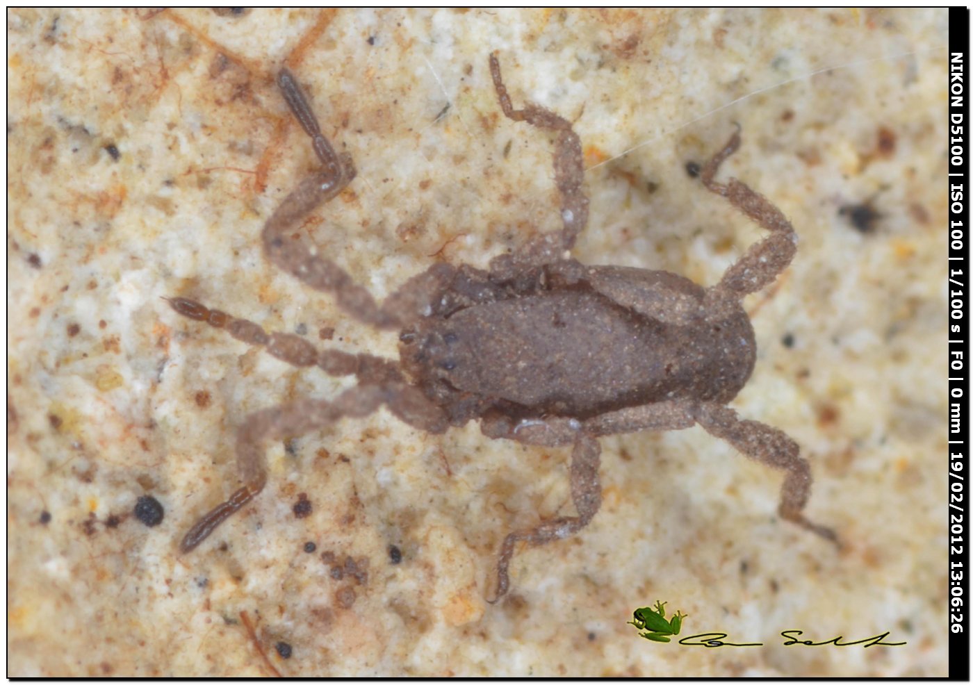 Anelasmocephalus brignolii da Ittiri (Sardegna)