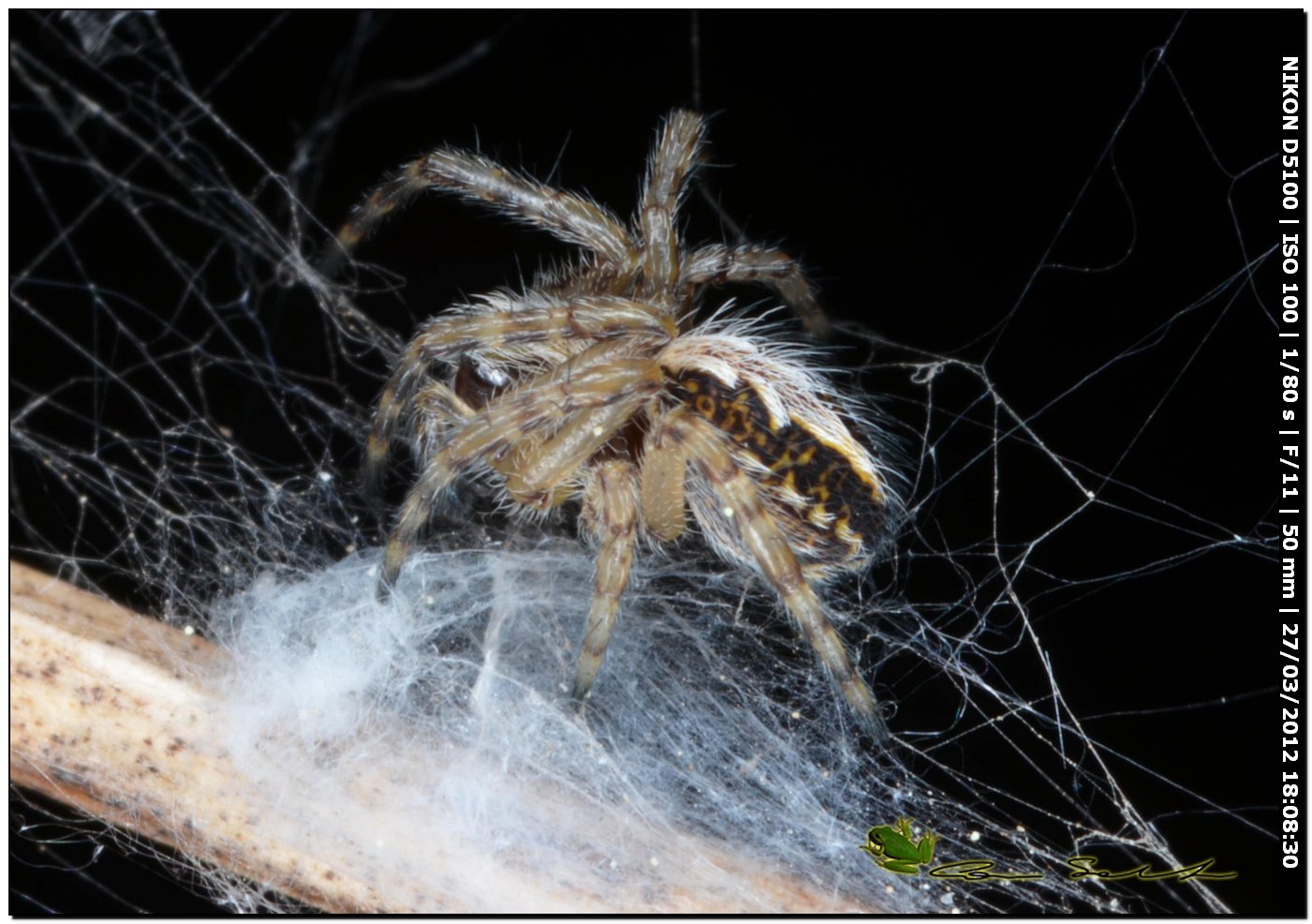 Aculepeira cf. armida