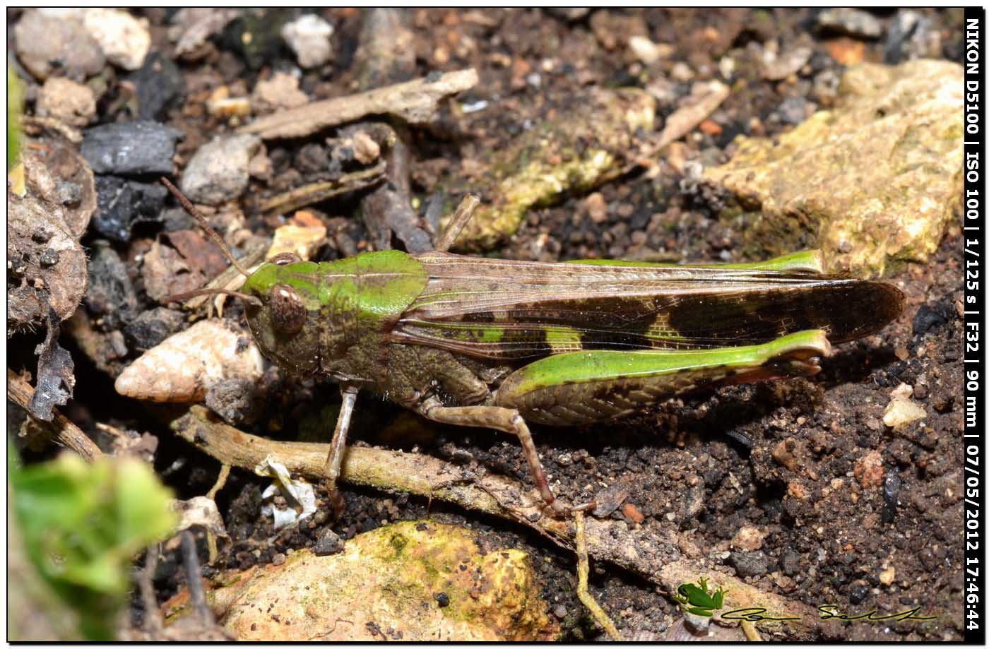 Aiolopus sp.