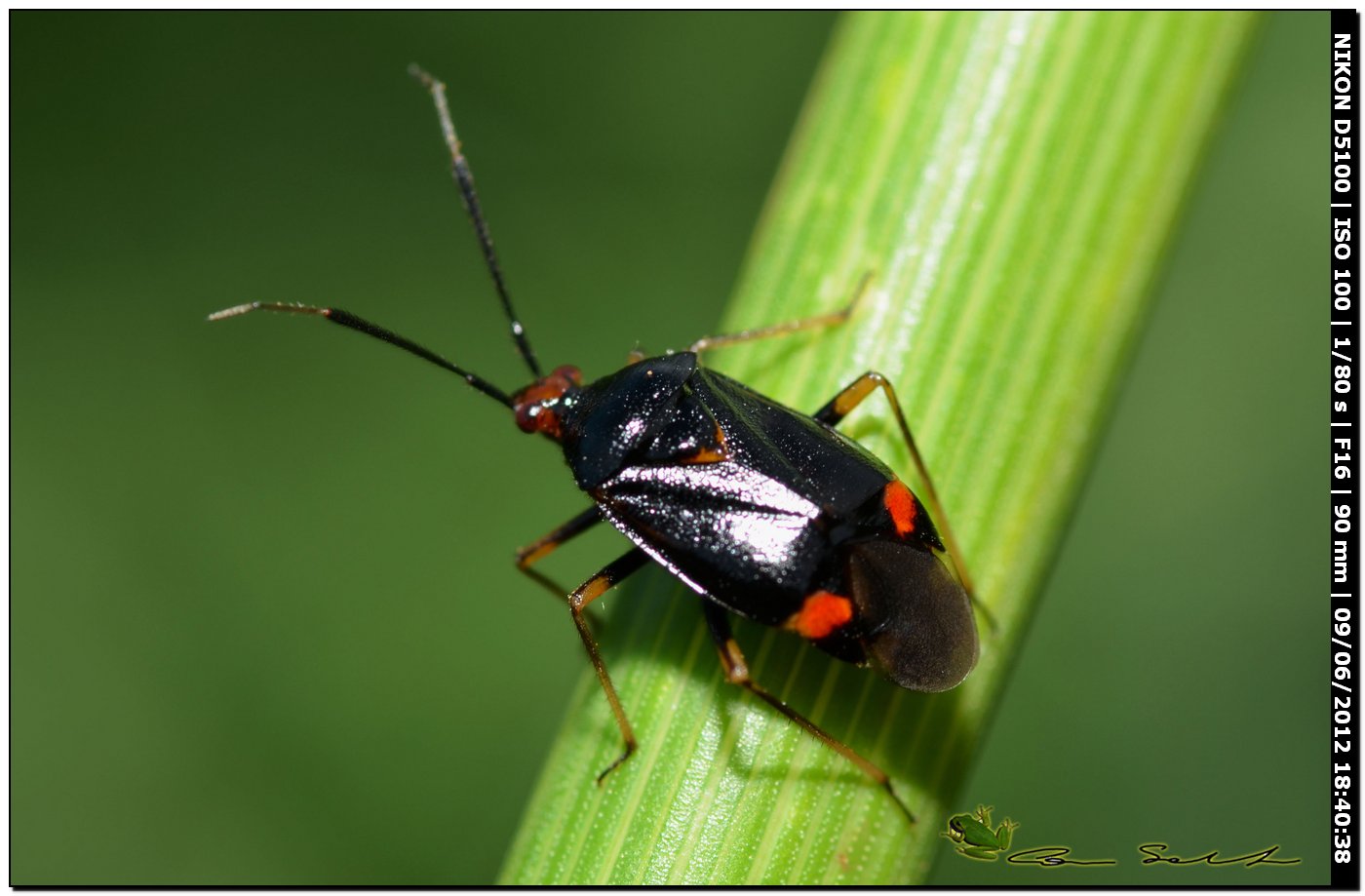 Deraeocoris ruber, Miridae