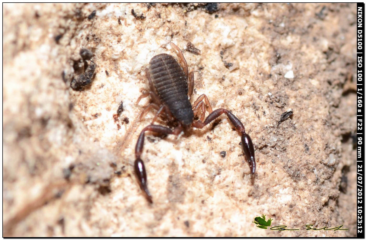 Cheliferidae