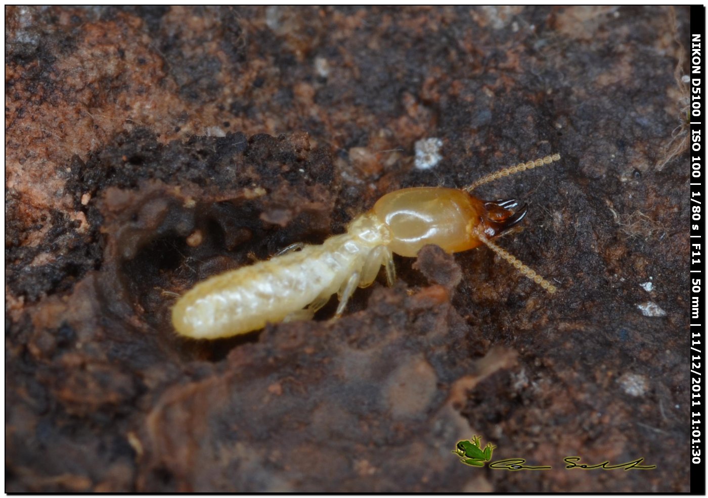 Soldato Reticulitermes lucifugus