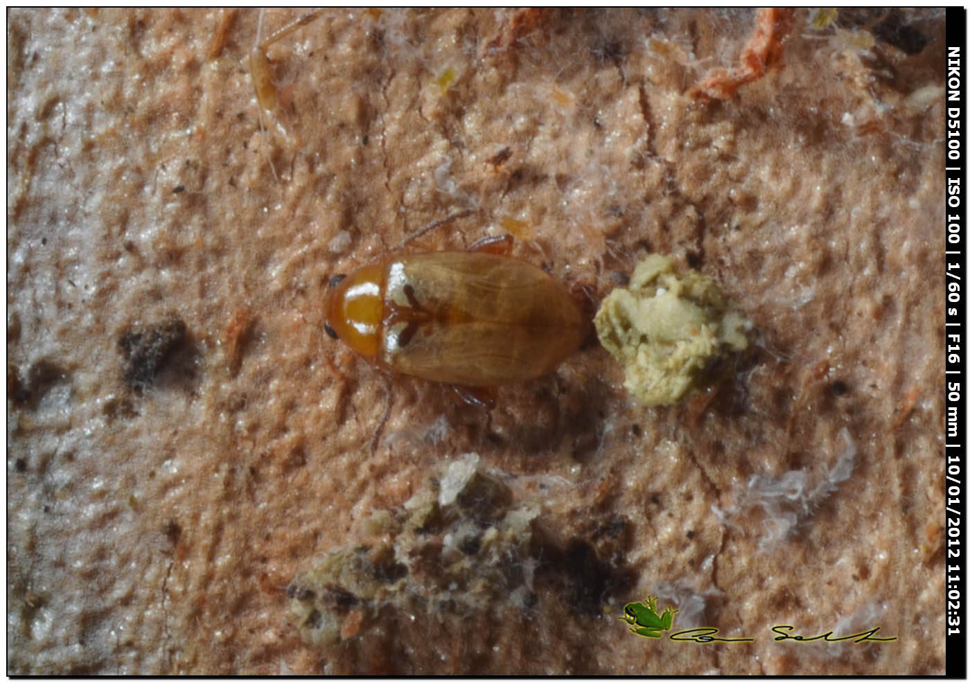 Piccolo Chrysomelidae alticino sotto la corteccia