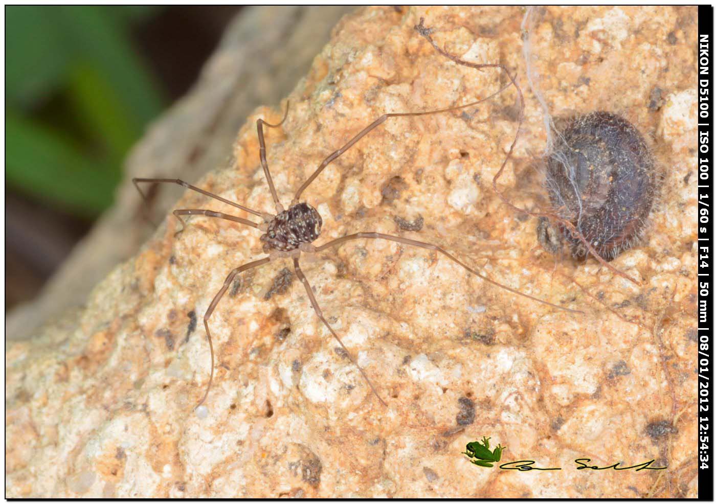 opilione sardo: Leiobuninae (Nelima ?) juv. & indet.