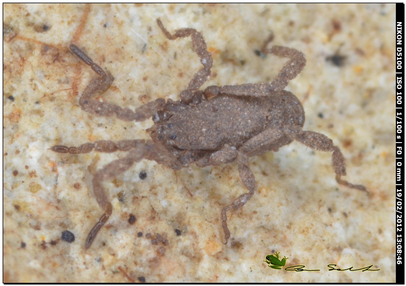 Anelasmocephalus brignolii da Ittiri (Sardegna)