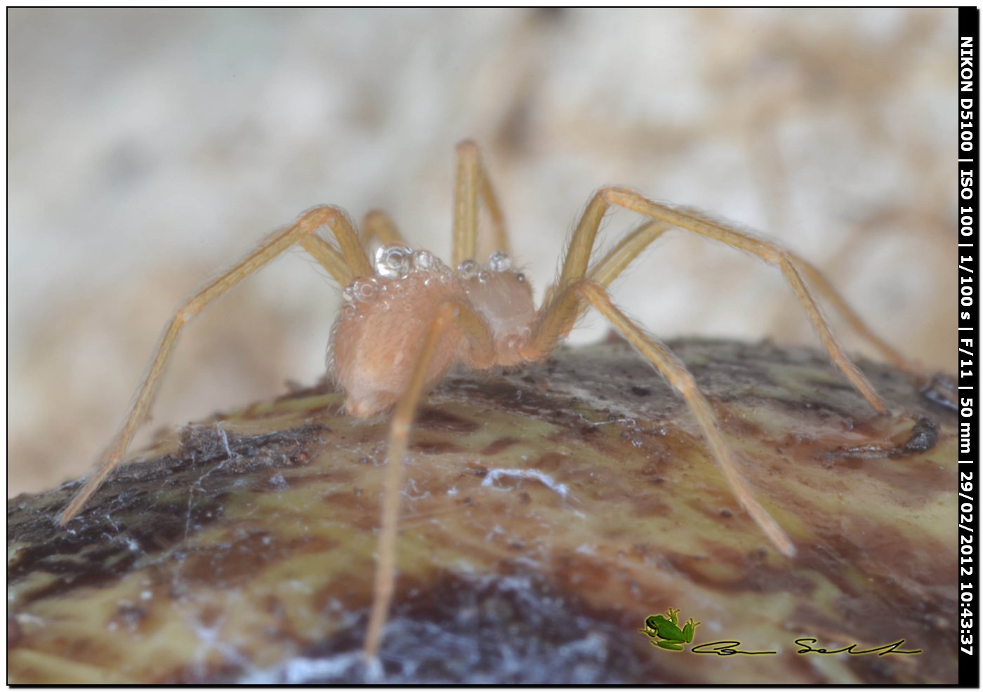 Loxosceles rufescens