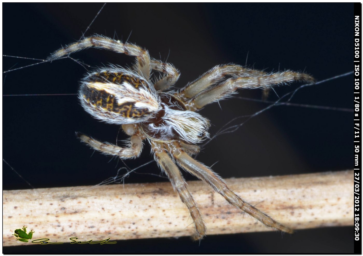 Aculepeira cf. armida