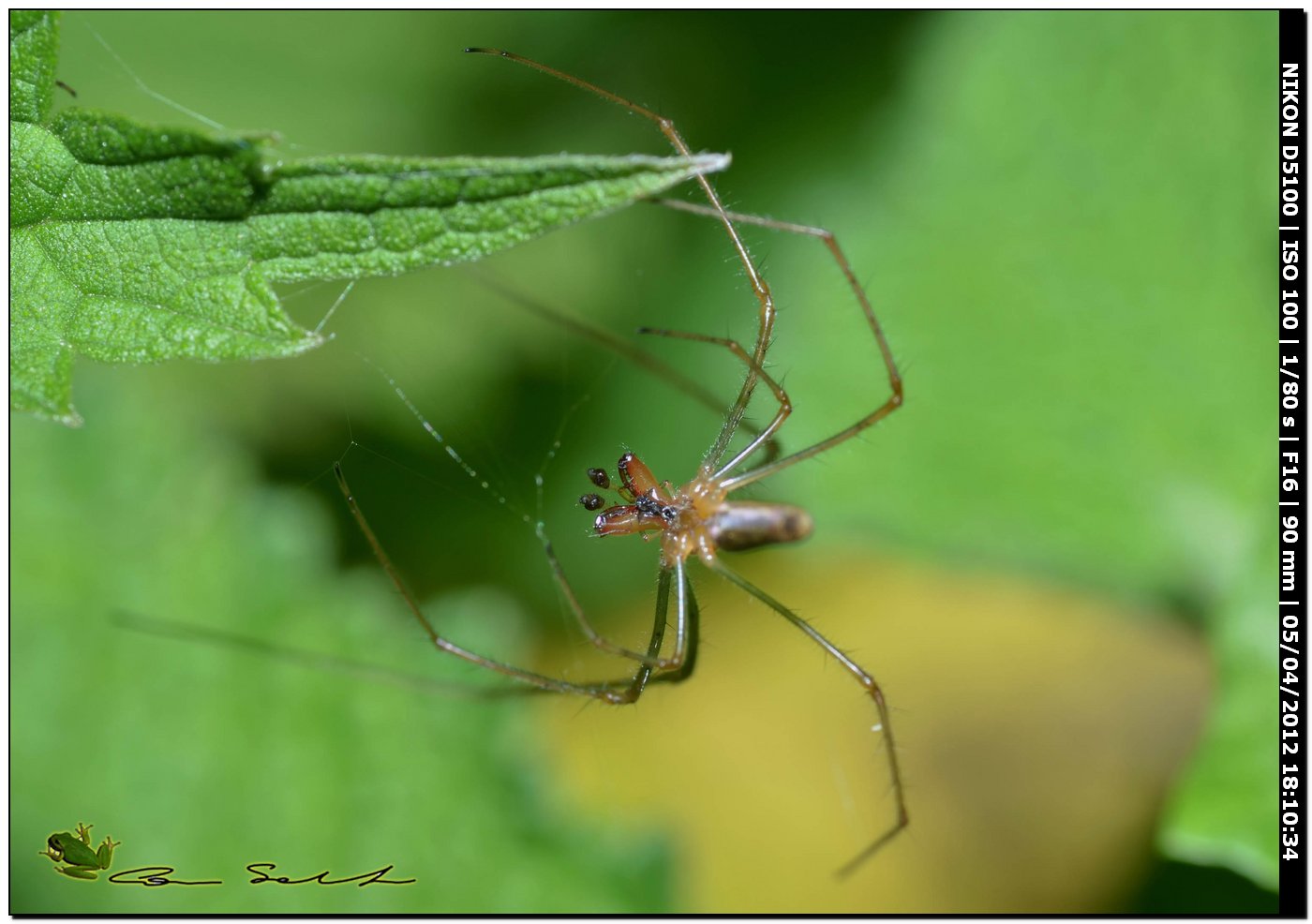 Tetragnatha sp.