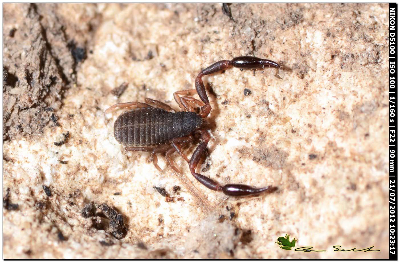 Cheliferidae