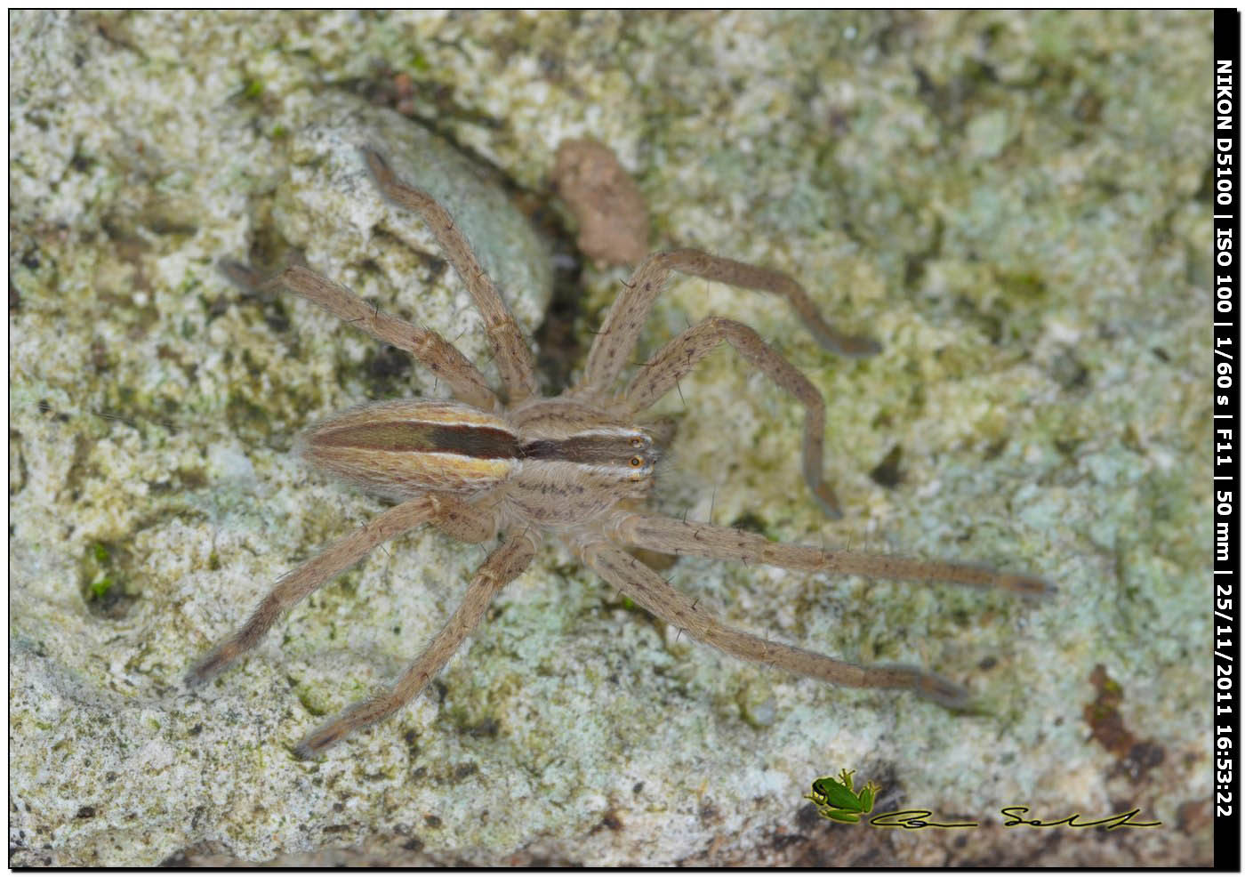 Micrommata sp., (Sparassidae) e opilione
