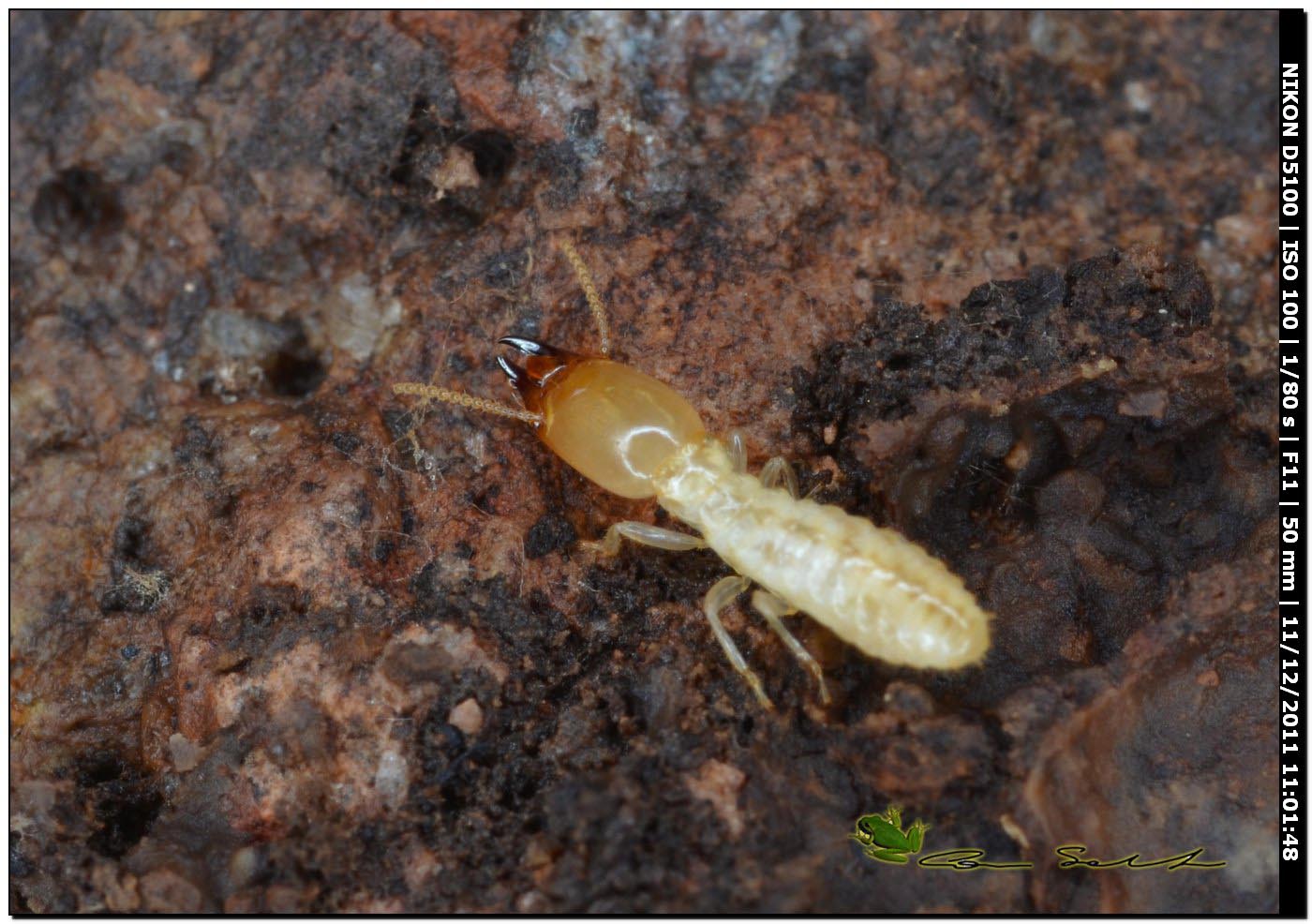 Soldato Reticulitermes lucifugus