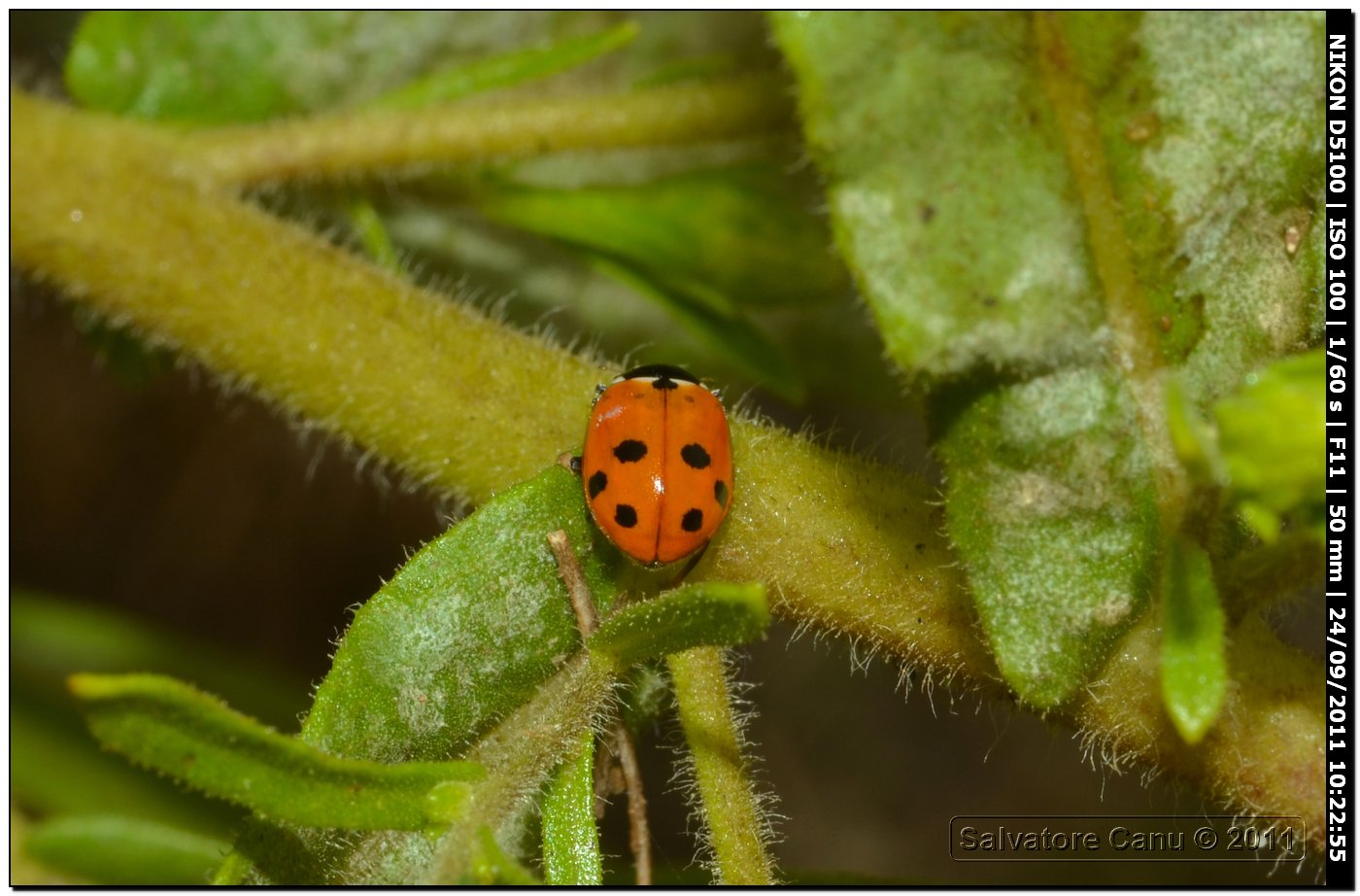 Hippodamia variegata