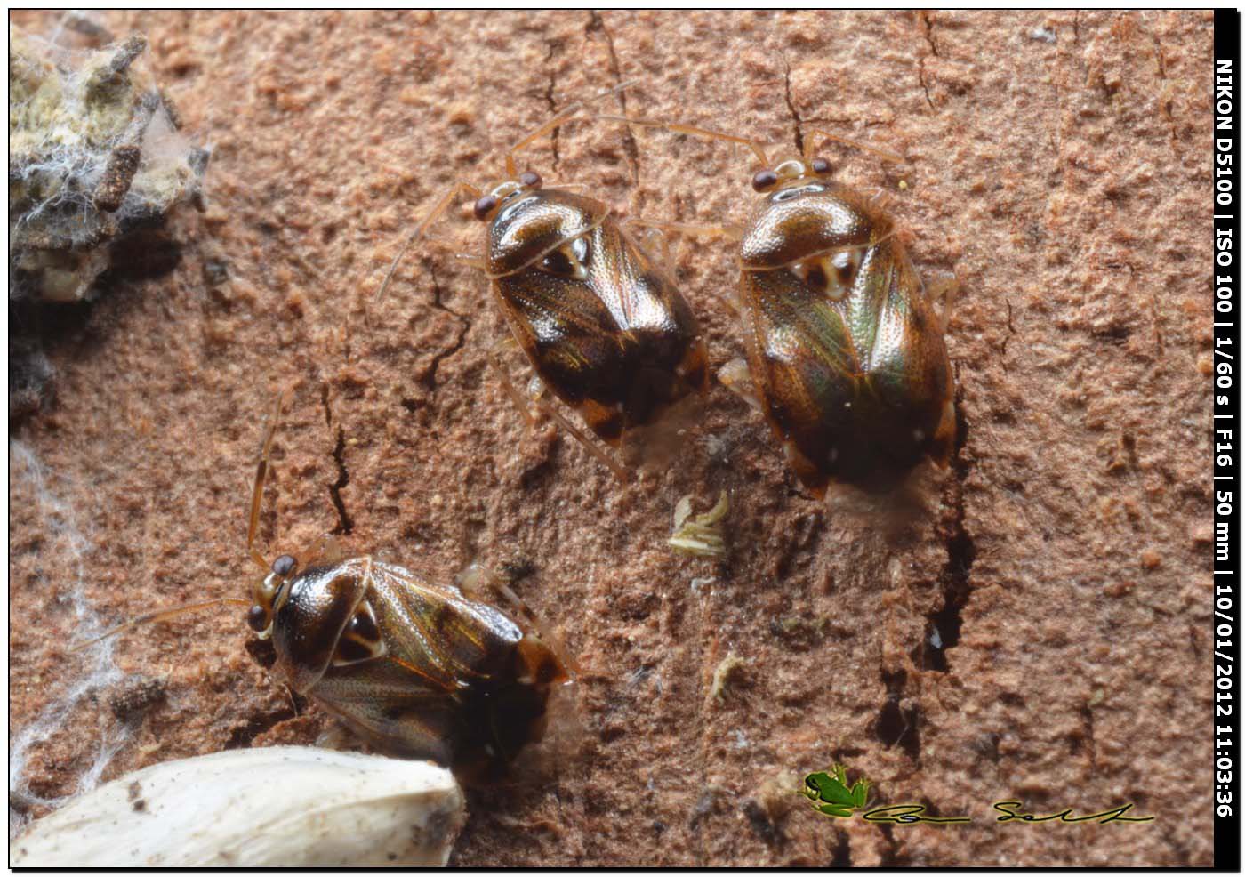 Miridae: Deraeocoris lutescens sotto corteccia di Eucalipto