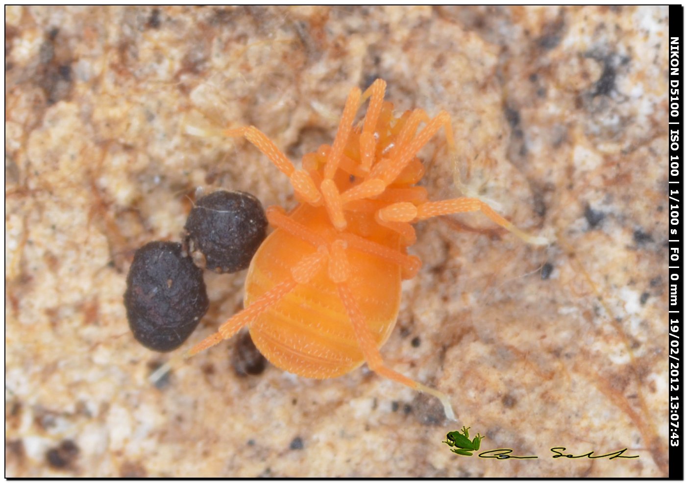 Scotolemon doriae/terricola? da Ittiri (Sardegna)