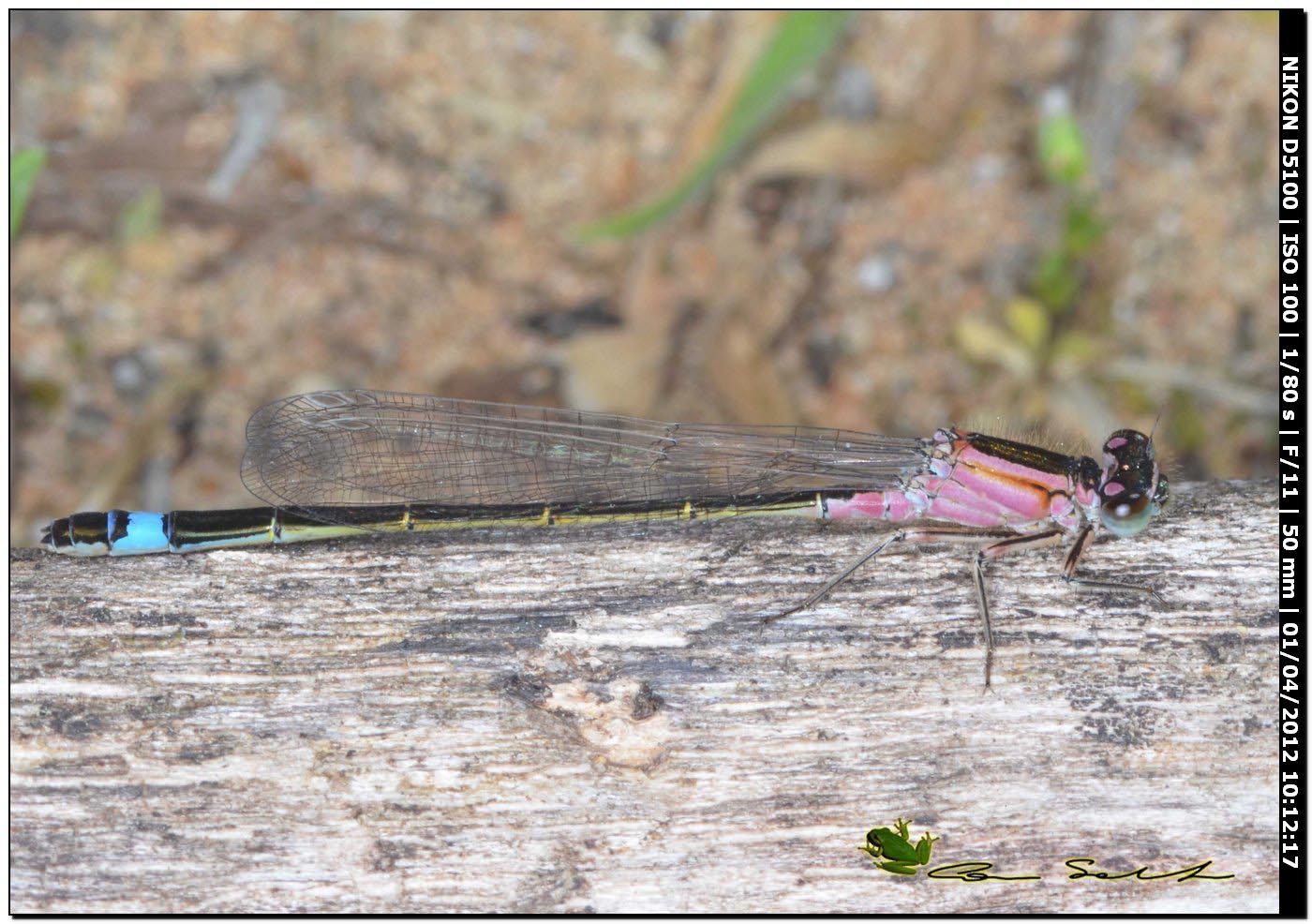 Ischnura genei, la stagione  iniziata