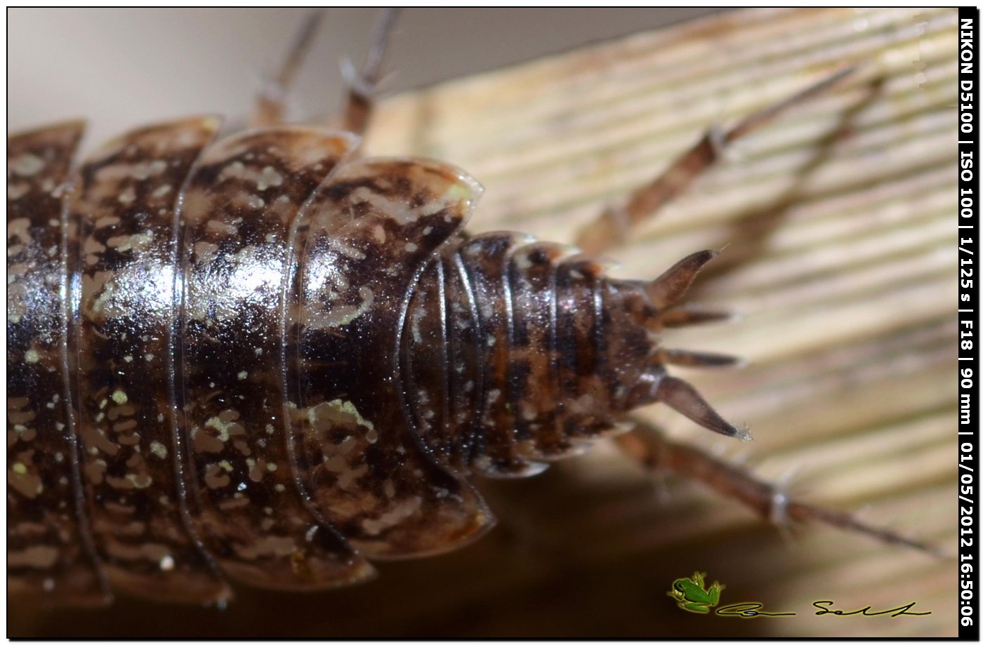 Philosciiidae da id. 2