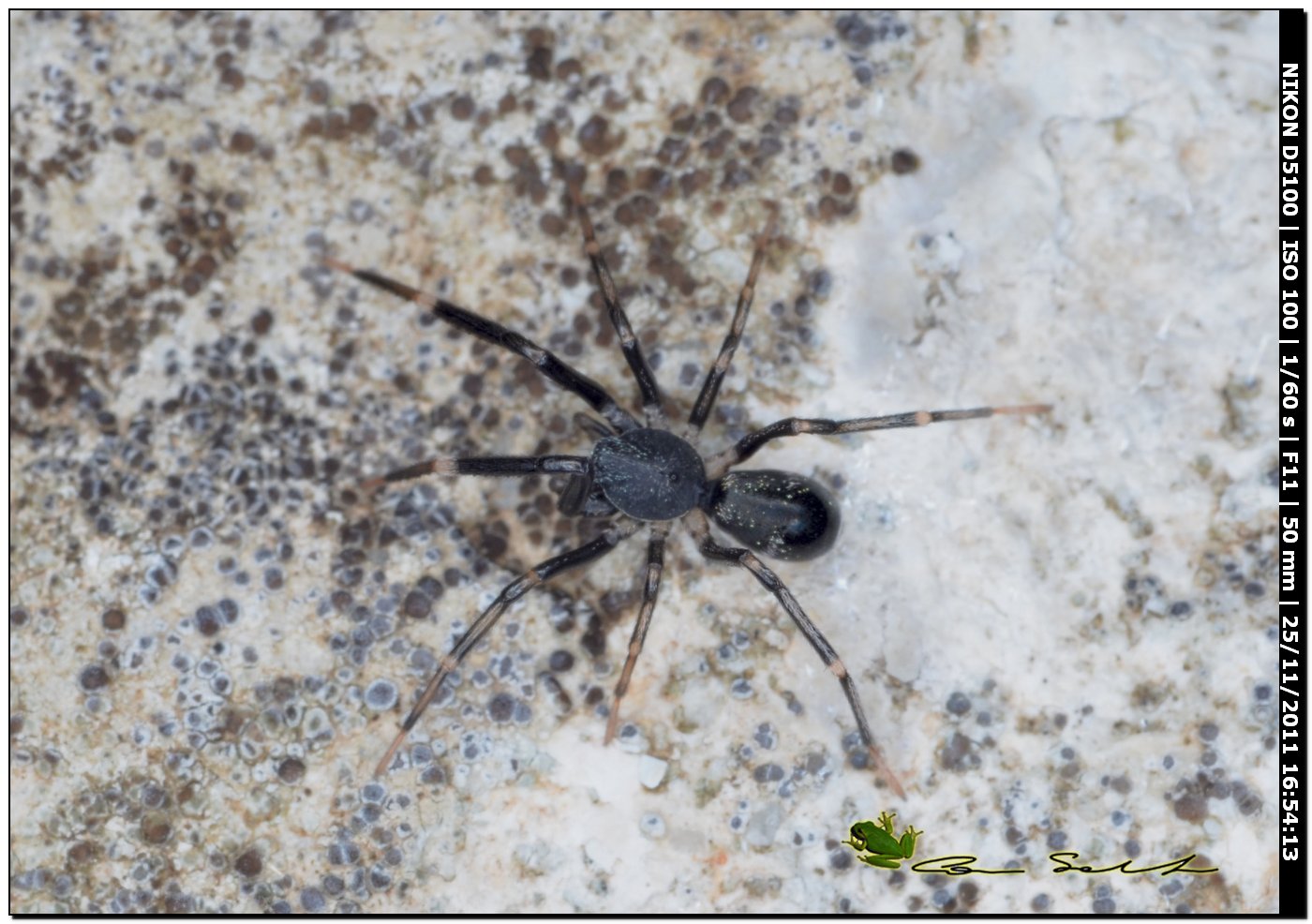 Liophrurillus flavitarsis