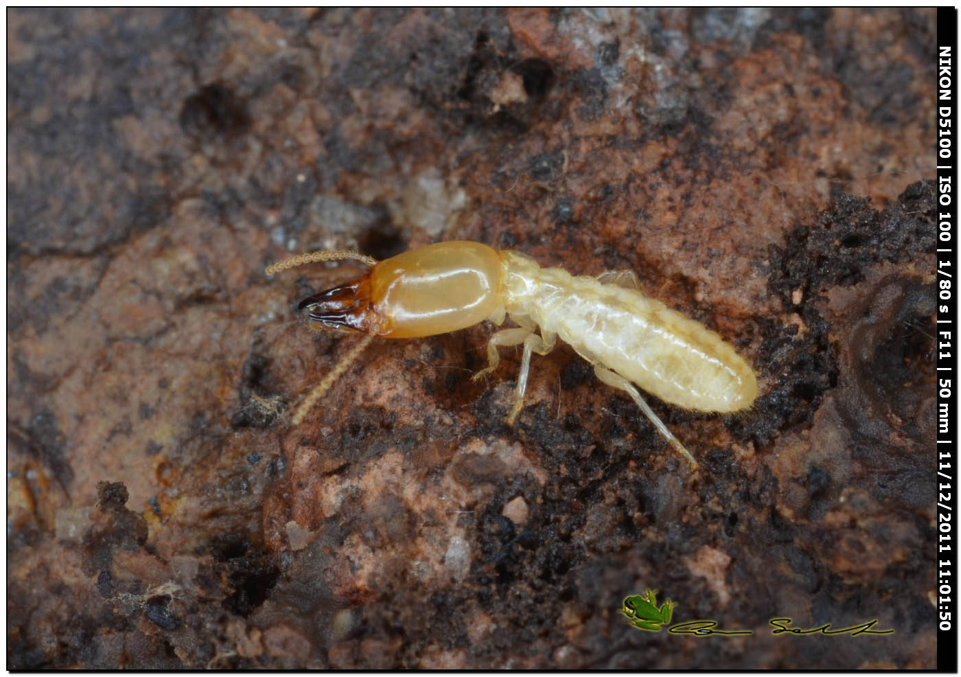 Soldato Reticulitermes lucifugus