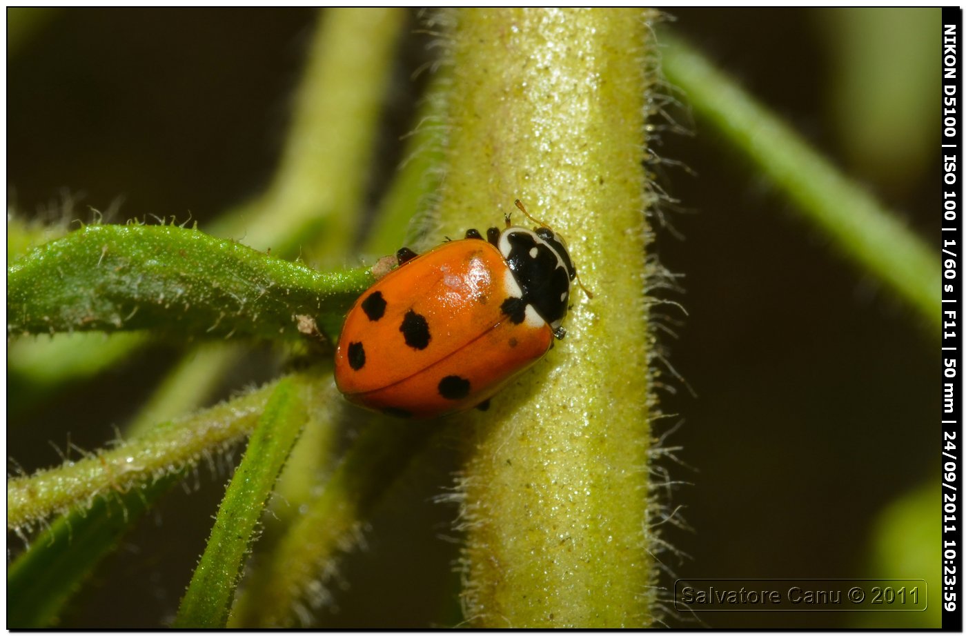 Hippodamia variegata