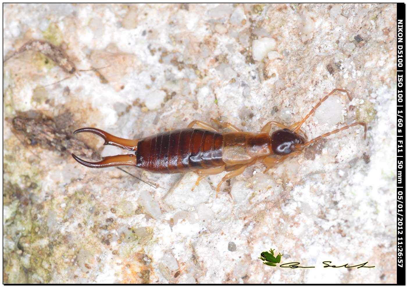 Guanchia (ex Forficula) pubescens