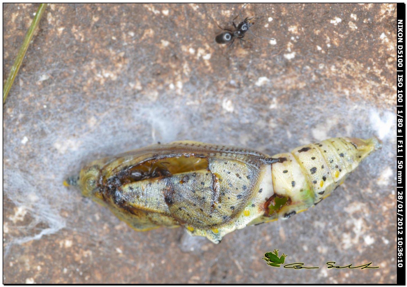 Formiche Tapinoma sp. e pupa di Pieris brassicae