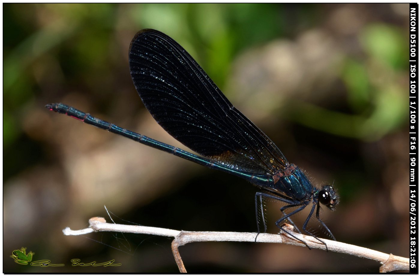 Calopteryx haemorrhoidalis ♂