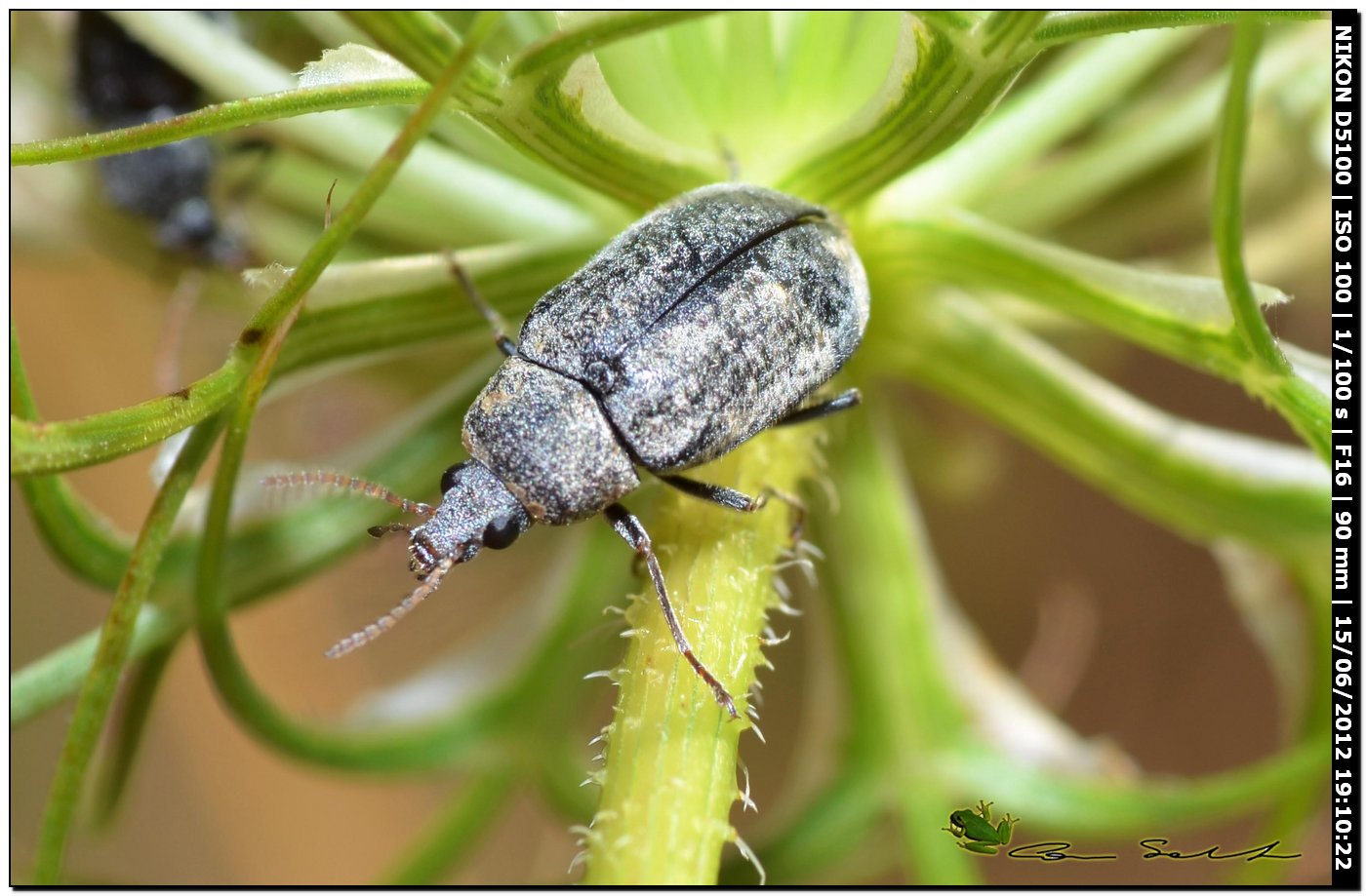 Mycterus umbellatarum?