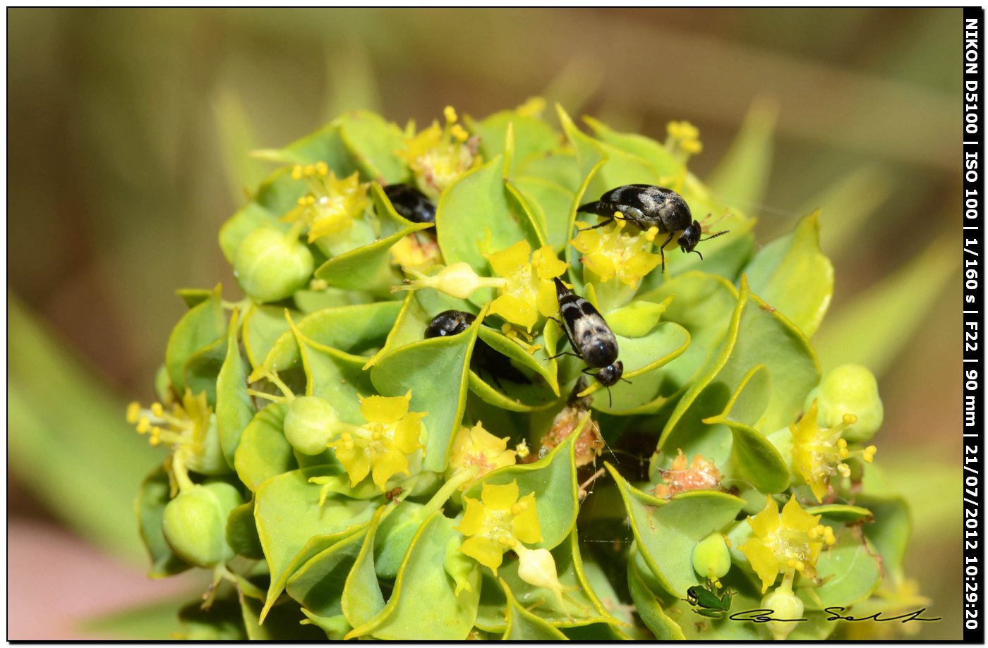 Mordellidae