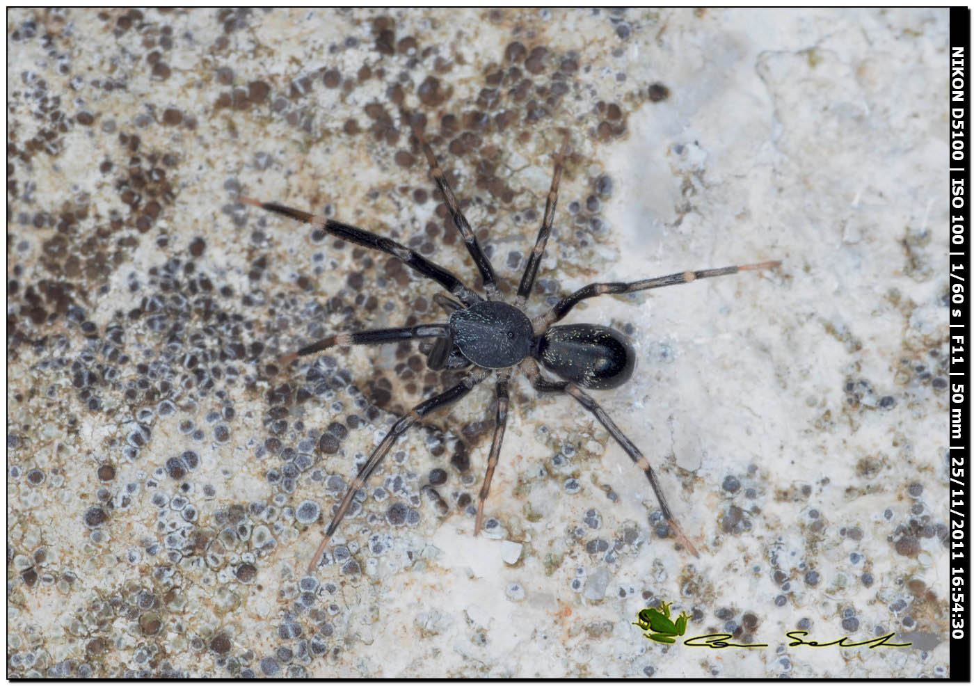 Liophrurillus flavitarsis