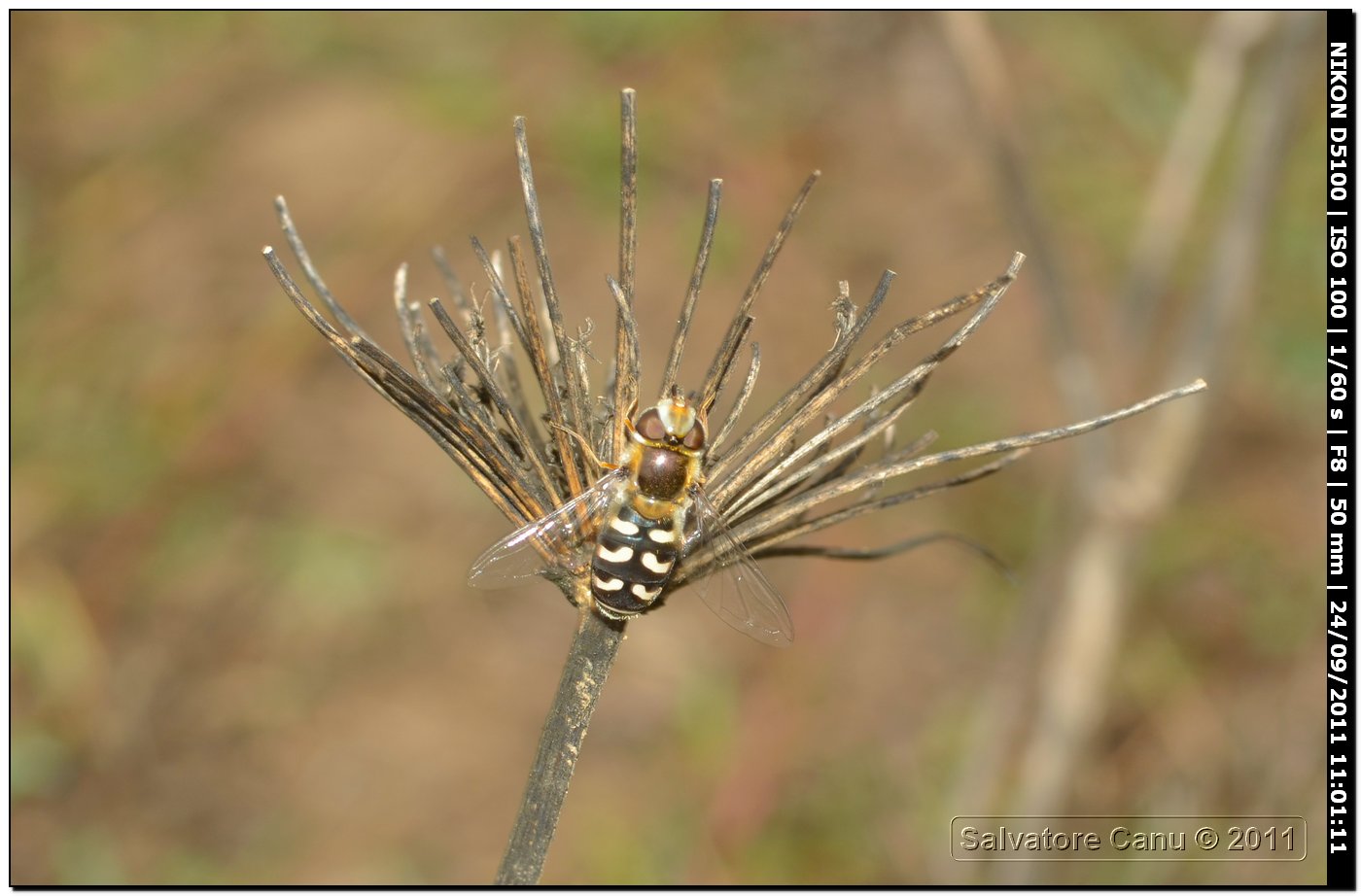 Eupeodes sp. o Scaeva sp.?Scaeva pyrastri