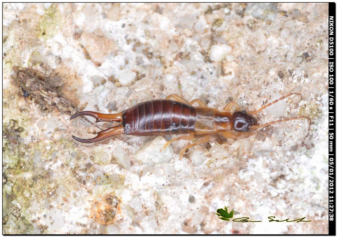 Guanchia (ex Forficula) pubescens