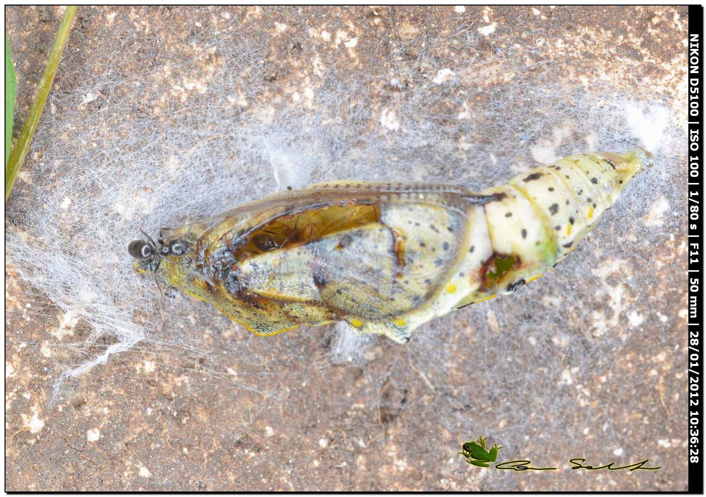 Formiche Tapinoma sp. e pupa di Pieris brassicae