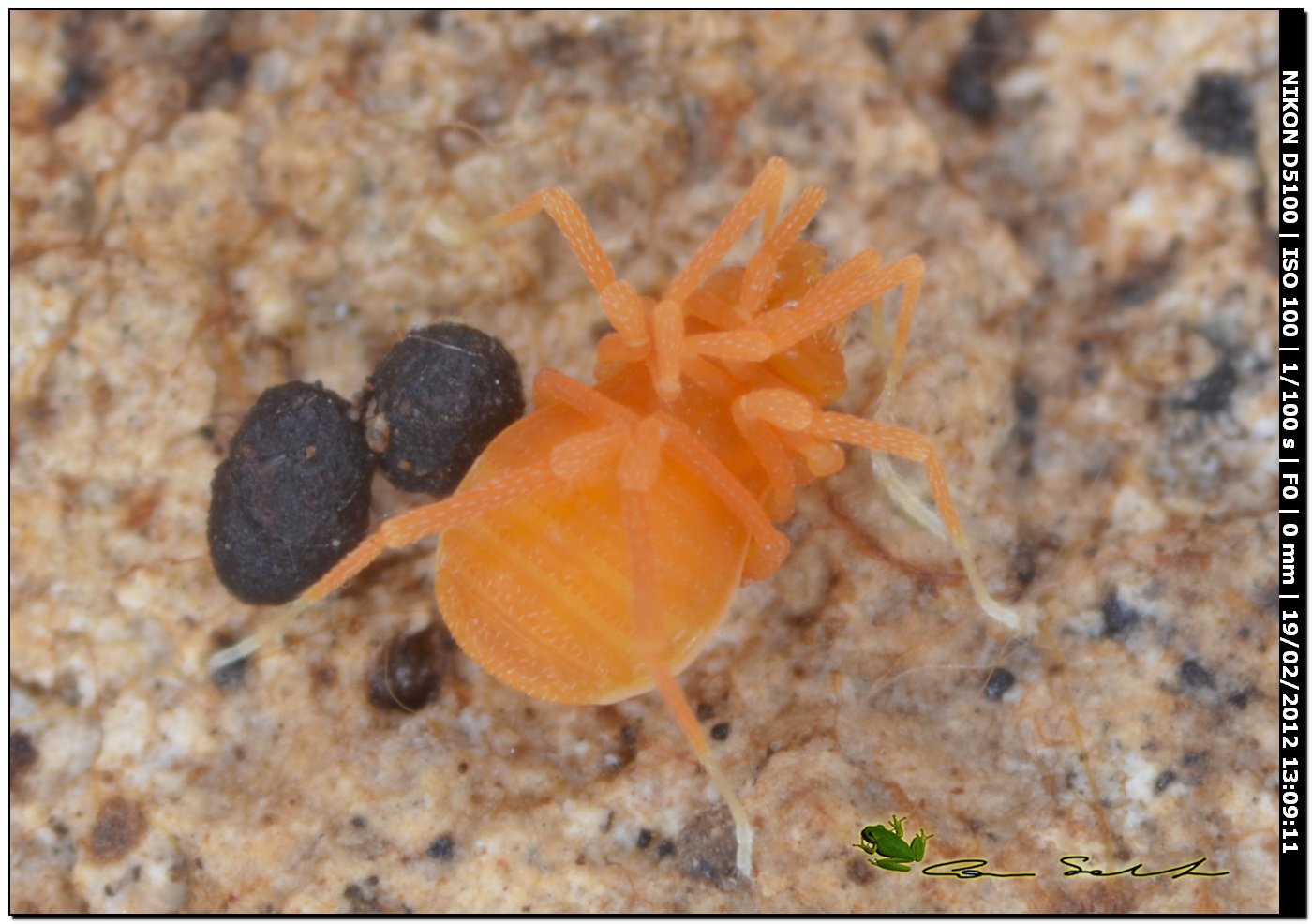 Scotolemon doriae/terricola? da Ittiri (Sardegna)