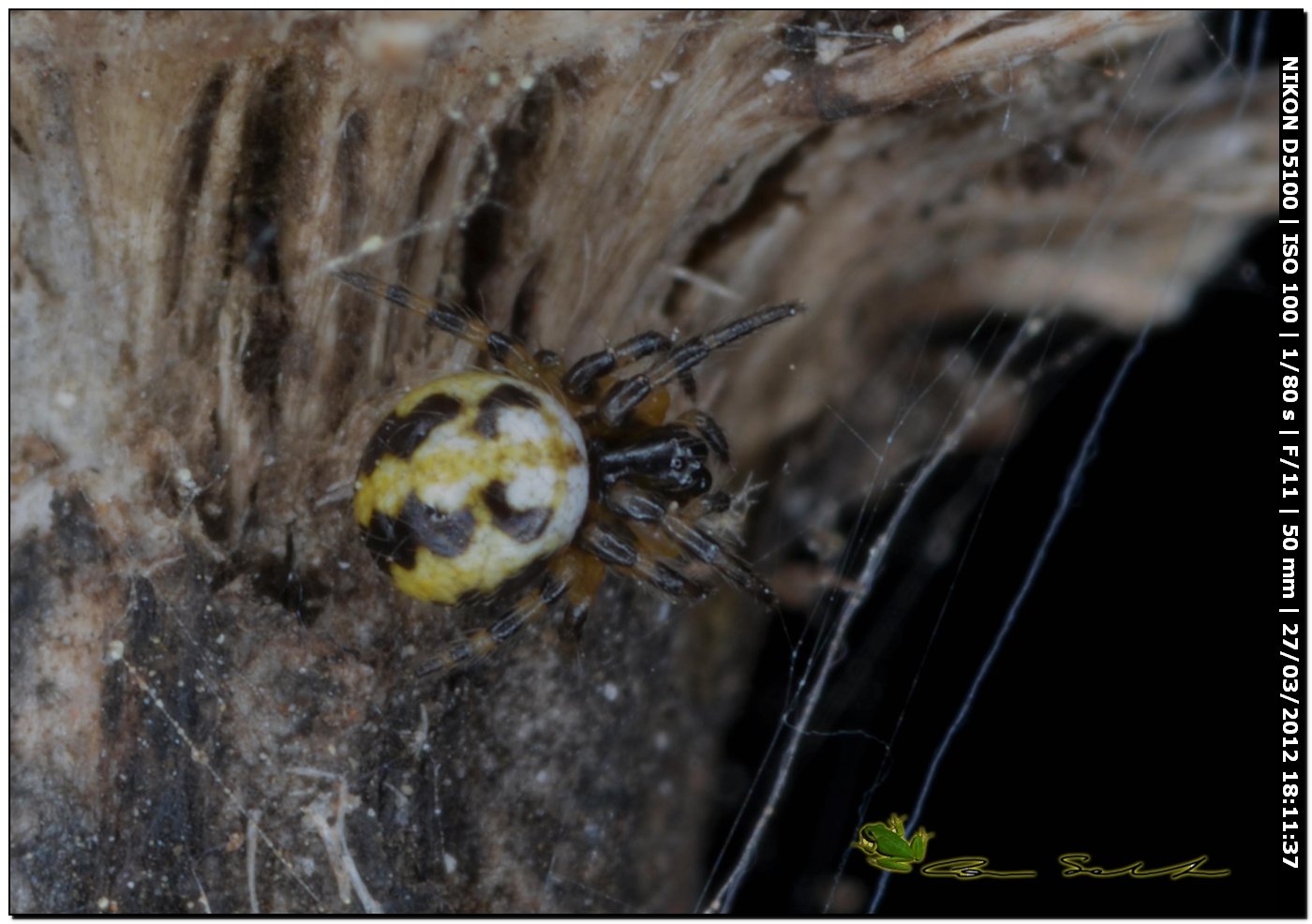 Araneidae cf. Neoscona adianta