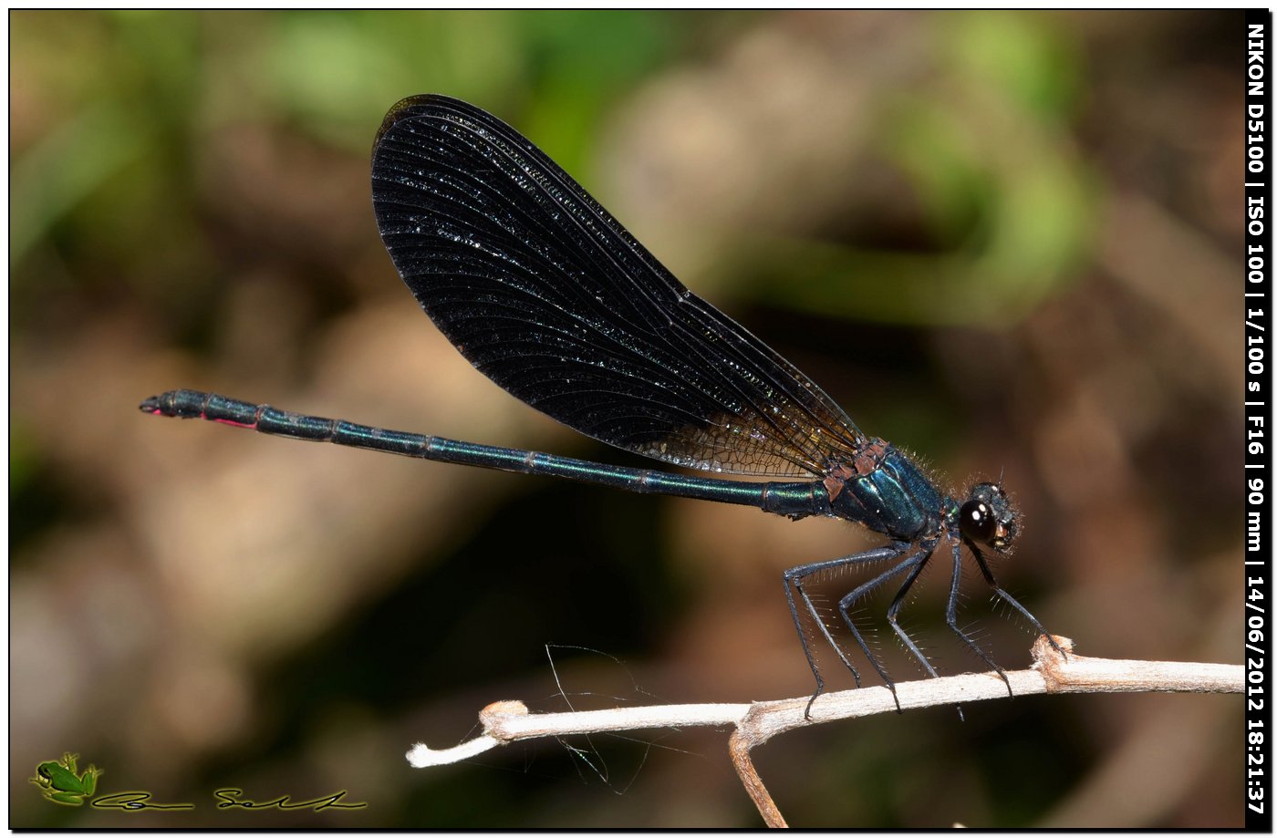 Calopteryx haemorrhoidalis ♂