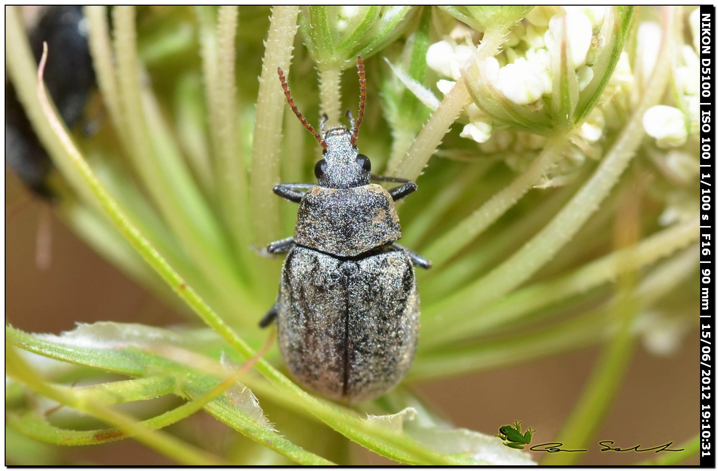 Mycterus umbellatarum?