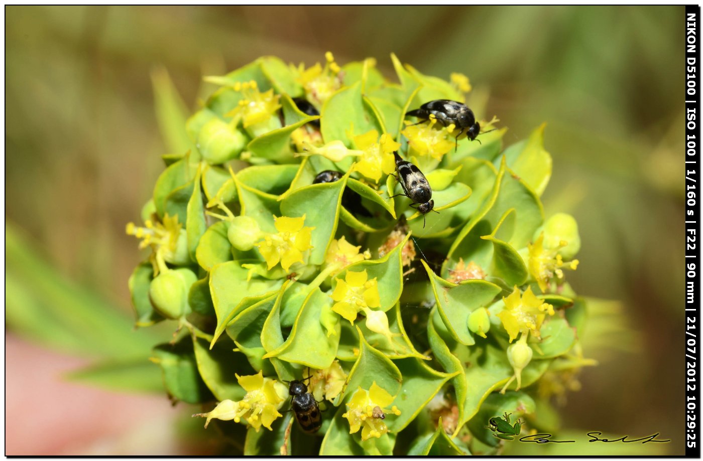 Mordellidae