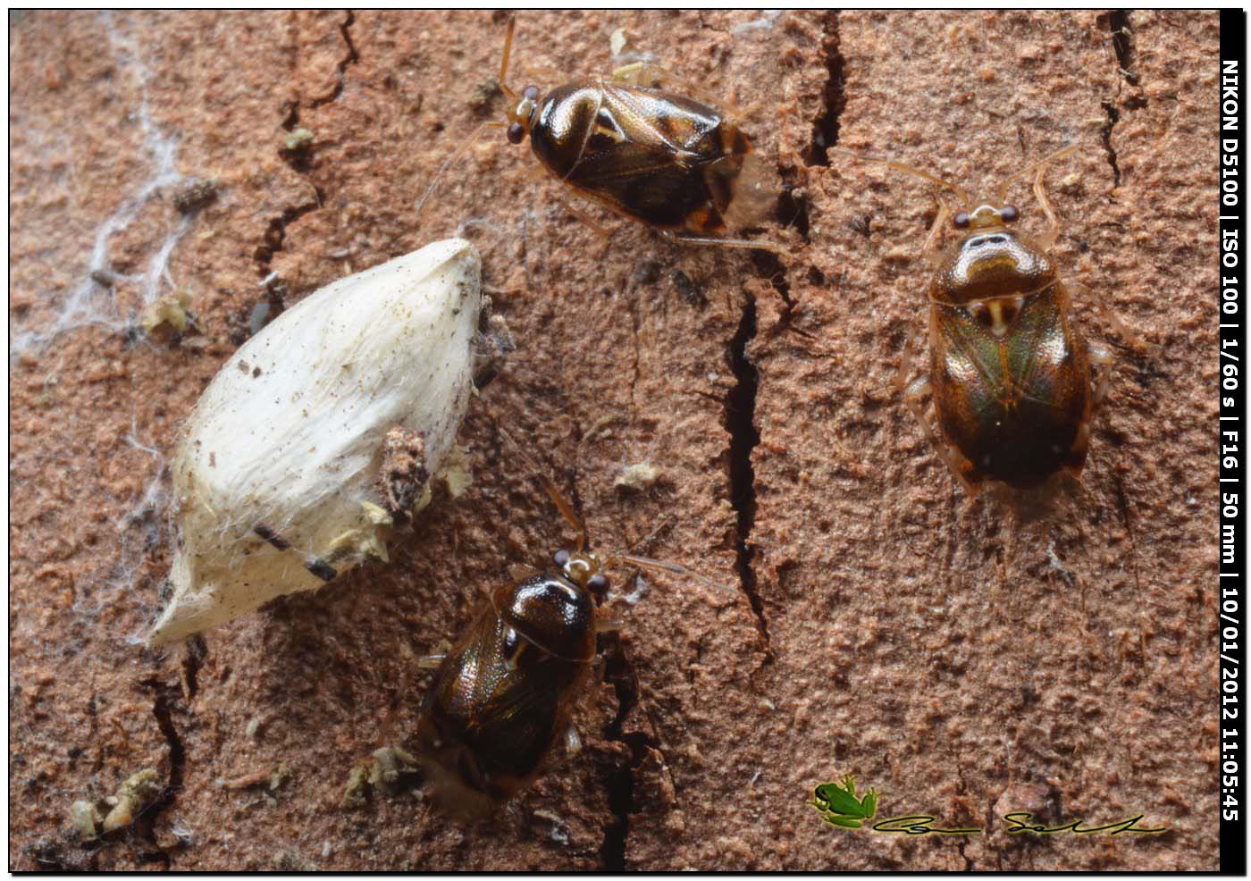 Miridae: Deraeocoris lutescens sotto corteccia di Eucalipto